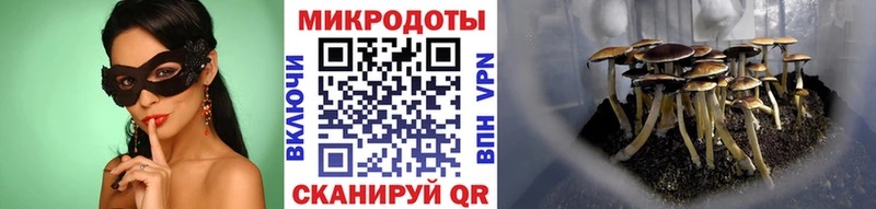 где продают Аргун Галлюциногенные грибы Psilocybe